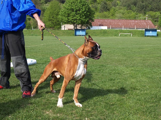www.atibox.net * www.euroboxer.eu * www.boxergenealogia.eu